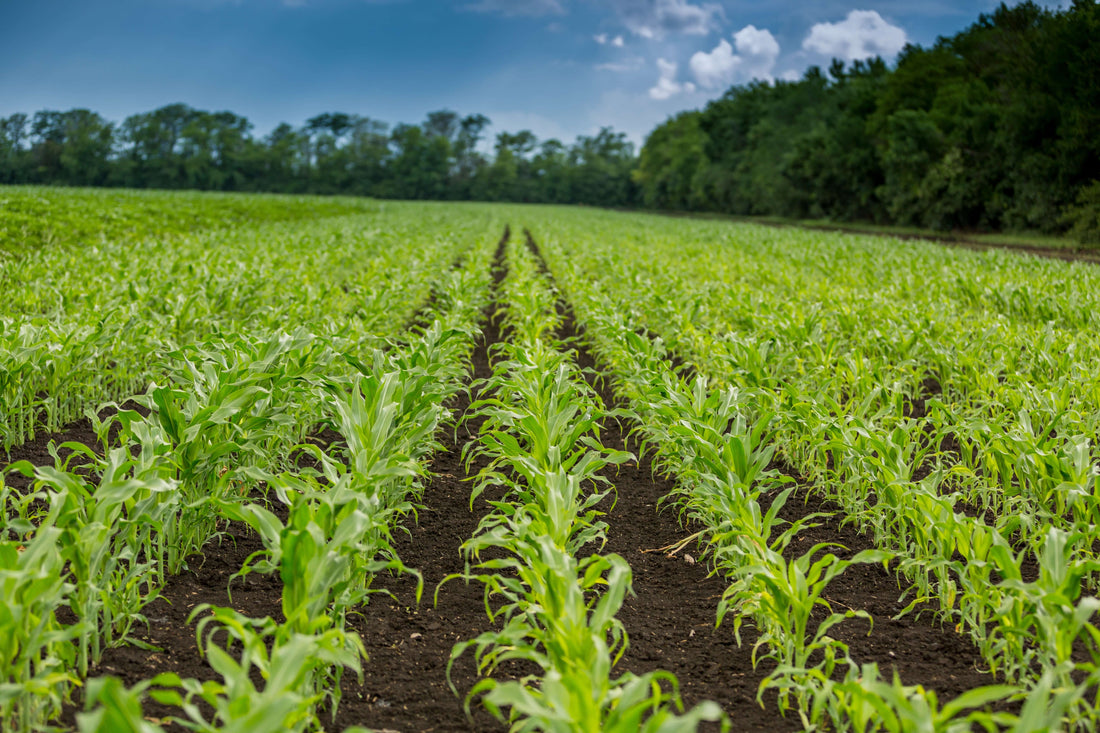 Top Organic Corn Planting Techniques to Try