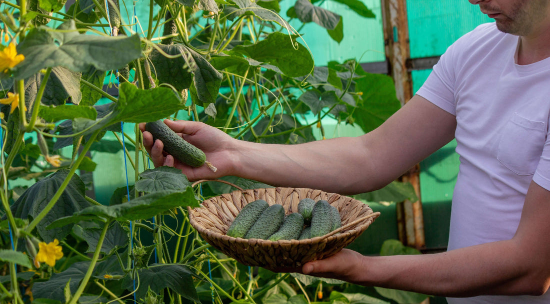 Organic Cucumber Planting Guide (U.S. Practices)