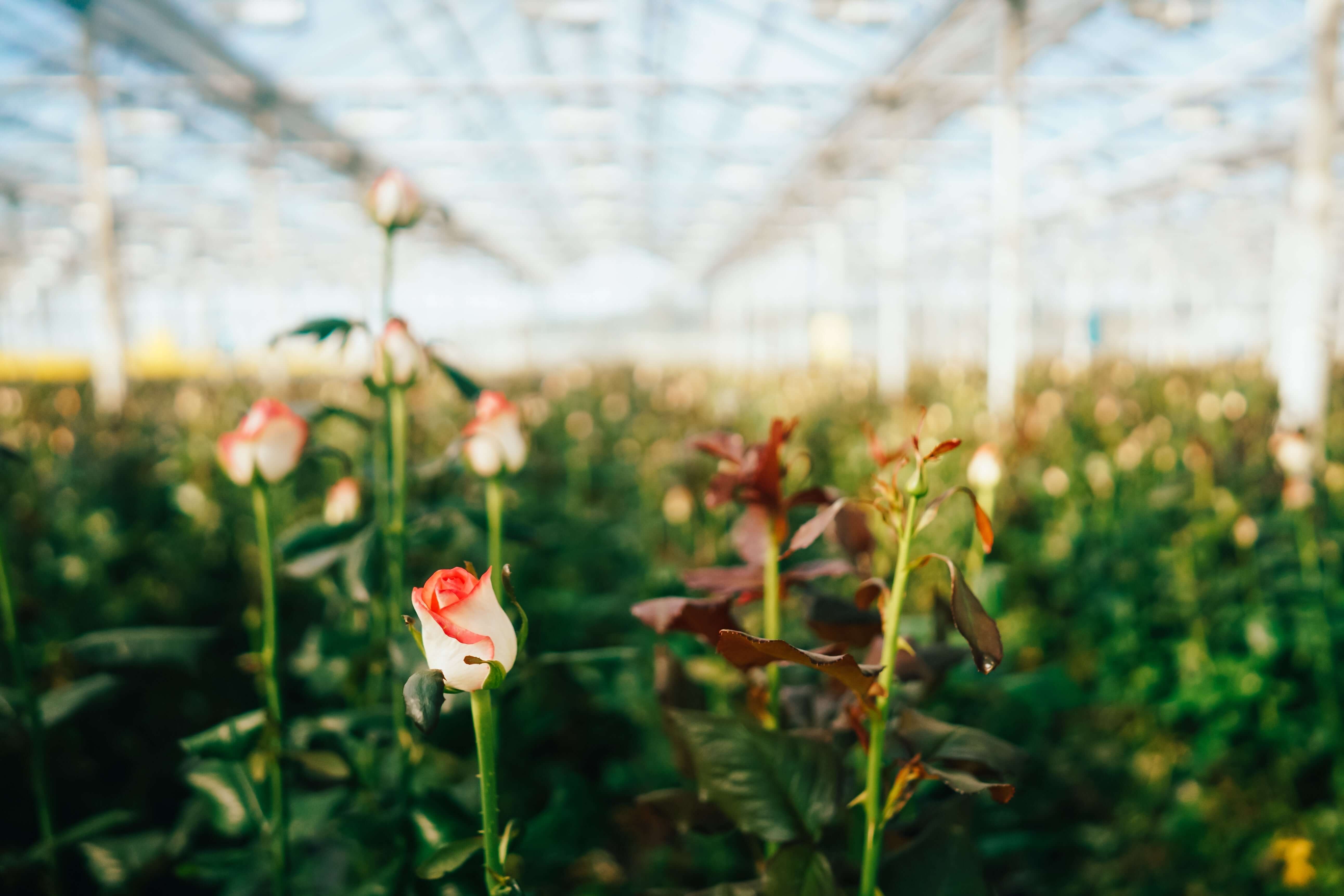 A Comprehensive Guide to Planting Roses Organically in the United Stat   Soil Seed & Water