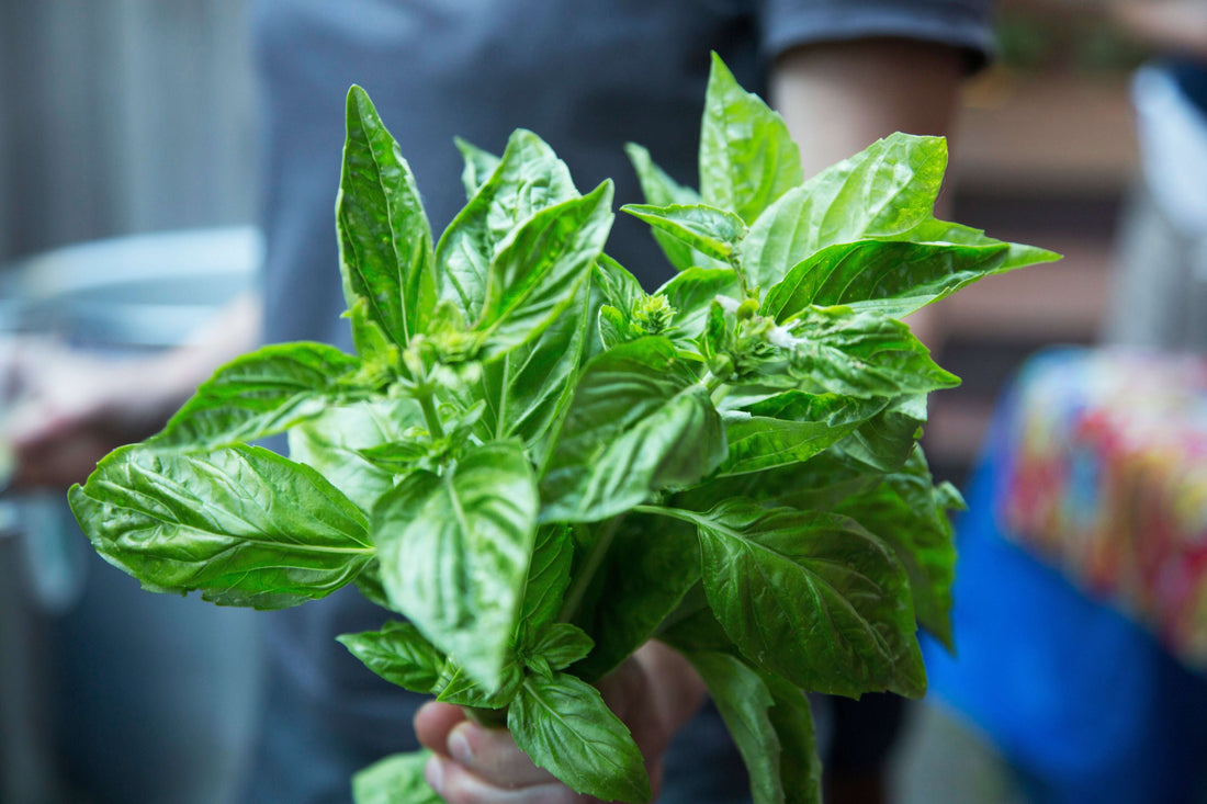 Discover the Best Way to Grow Organic Basil in the US