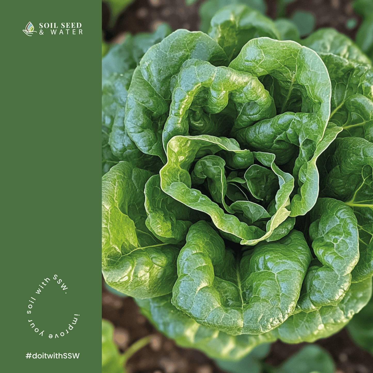 Amazonian Dark Earth Organic Soil Amendment Fertilizer Biochar & Minerals