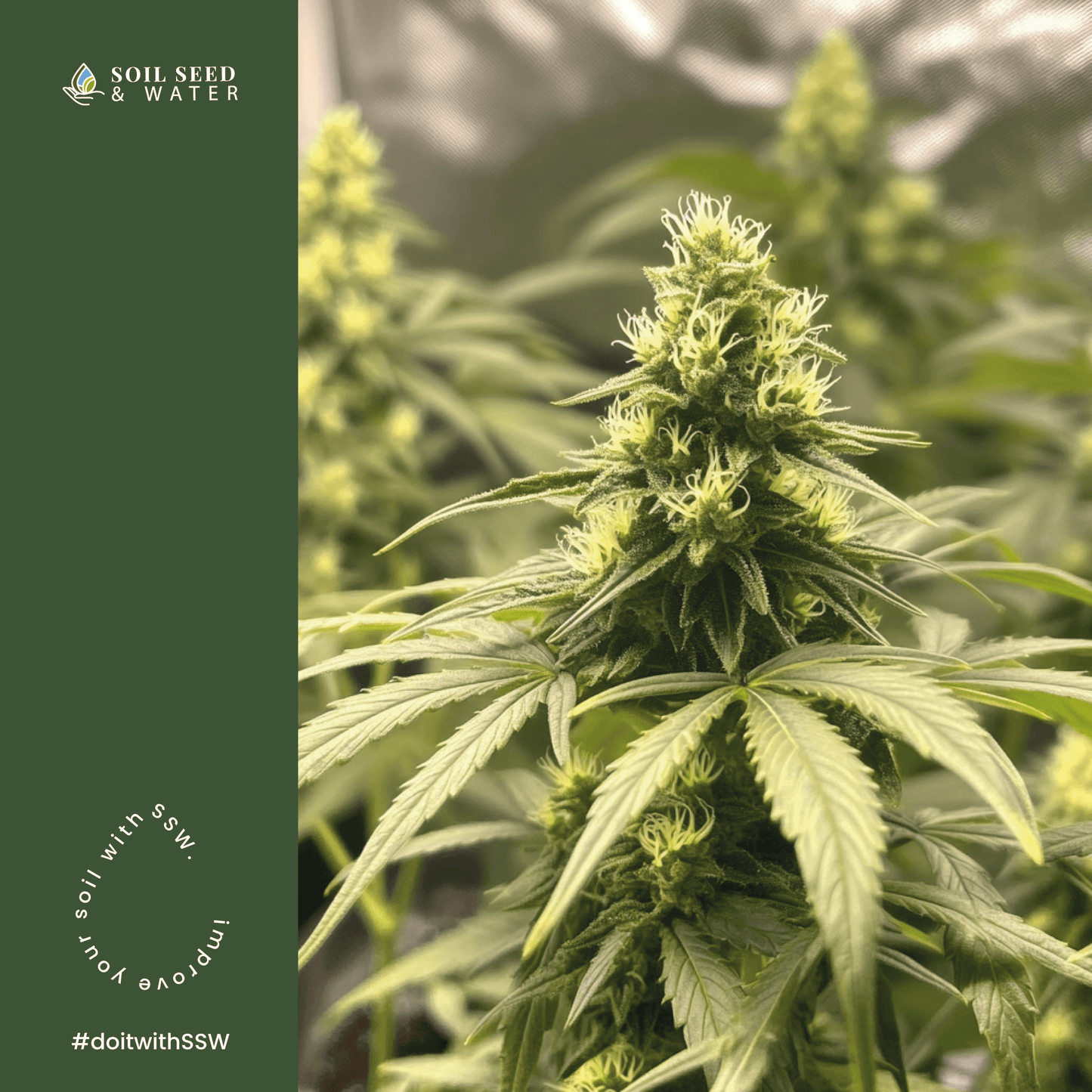 Tierra orgánica para macetas CannaBag para la familia de plantas Cannabacae