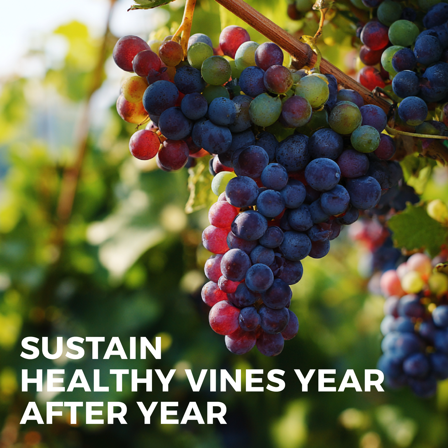 Bacchus Concentrated Organic Soil Amendment Fertilizer for Grape vines