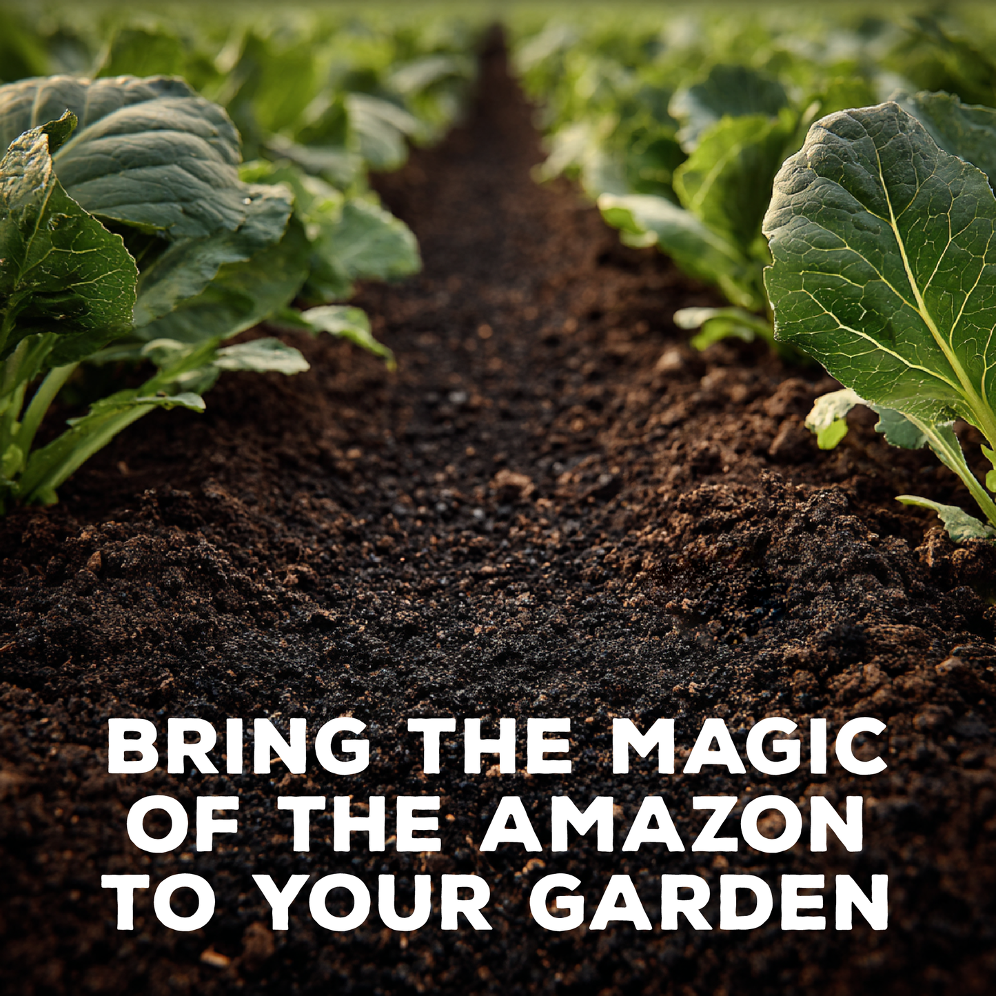 Amazonian Dark Earth Organic Soil Amendment Fertilizer Biochar & Minerals