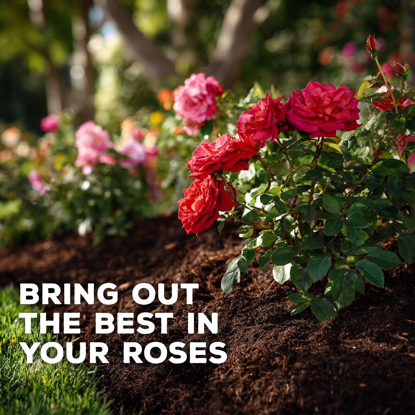 Fertilizante orgánico concentrado para mejorar el suelo Cultivator's Rose Blend