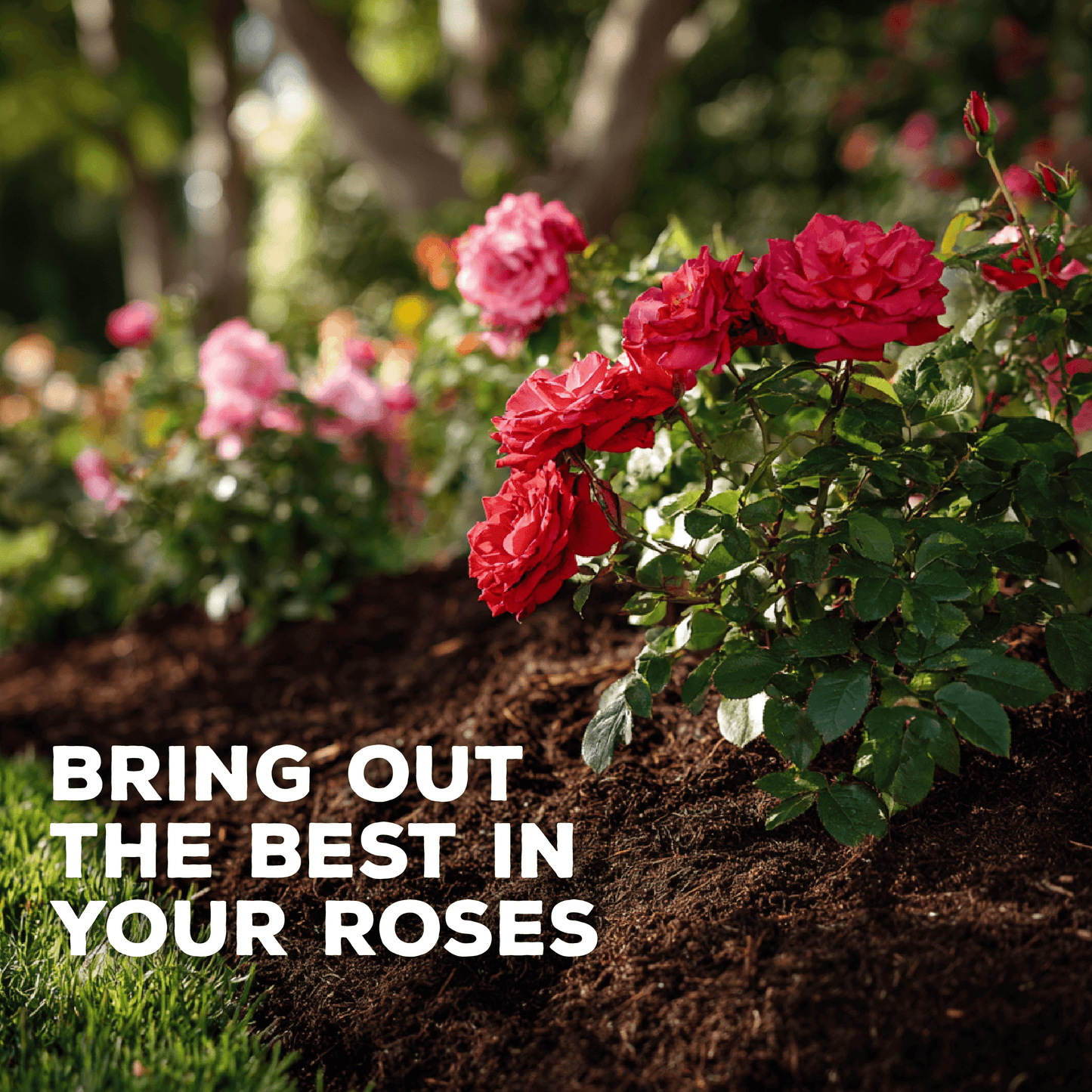 Fertilizante orgánico concentrado para mejorar el suelo Cultivator's Rose Blend