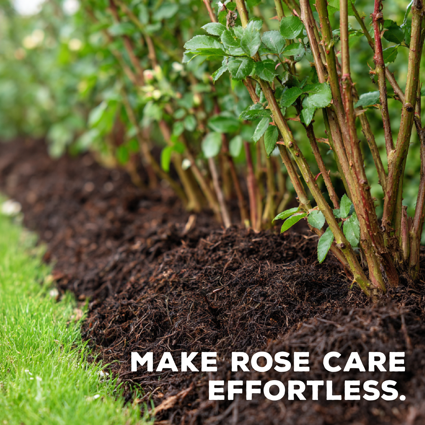 Fertilizante orgánico concentrado para mejorar el suelo Cultivator's Rose Blend