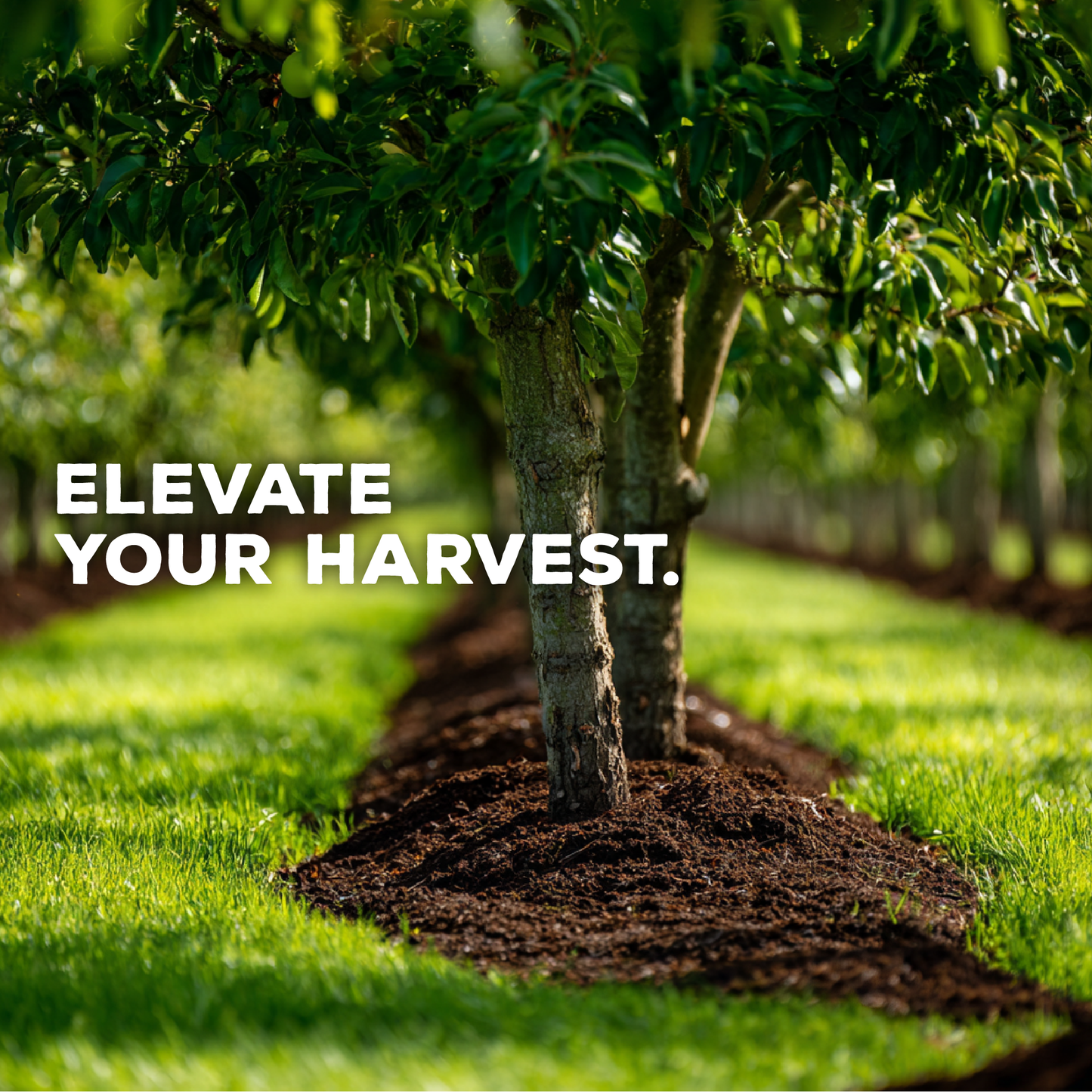 Pomona Blend Concentrated Organic Soil Amendment Fertilizer for Pome & Stone Fruit Trees