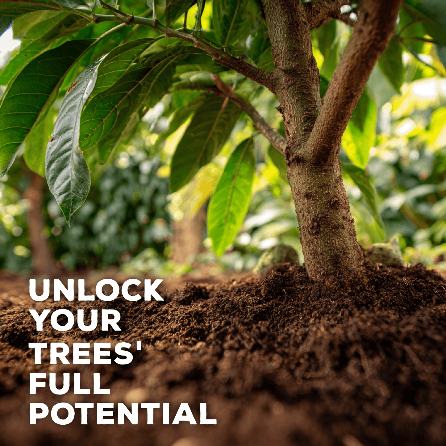 Fertilizante orgánico concentrado para mejorar el suelo de árboles de aguacate y cítricos Secret Blend de Seriokai