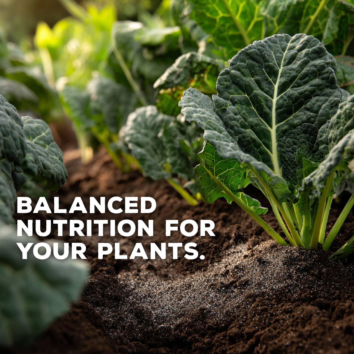 SKMicrosource: Sulfur-Potassium Nutrition Boost