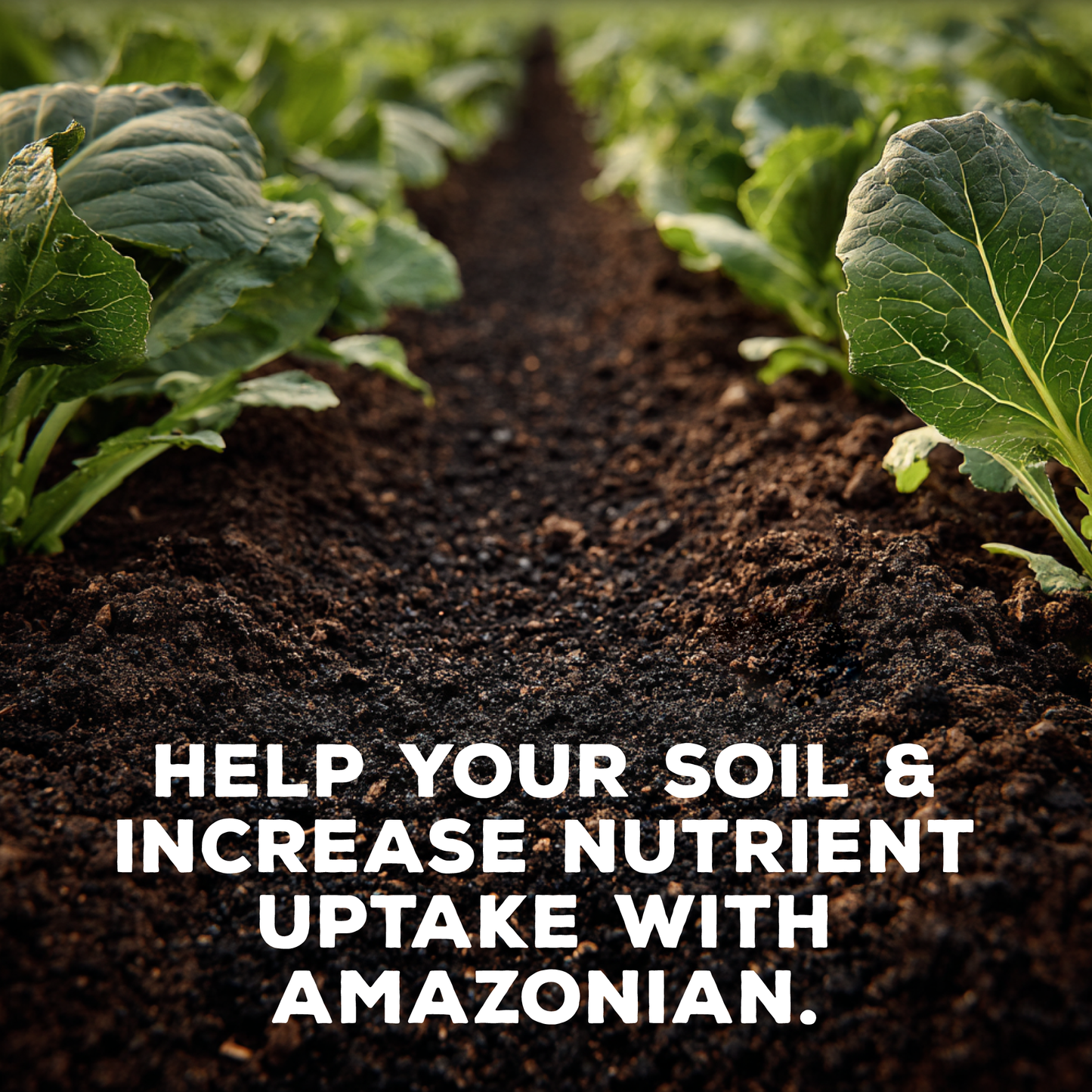 Amazonian Dark Earth Organic Soil Amendment Fertilizer Biochar & Minerals