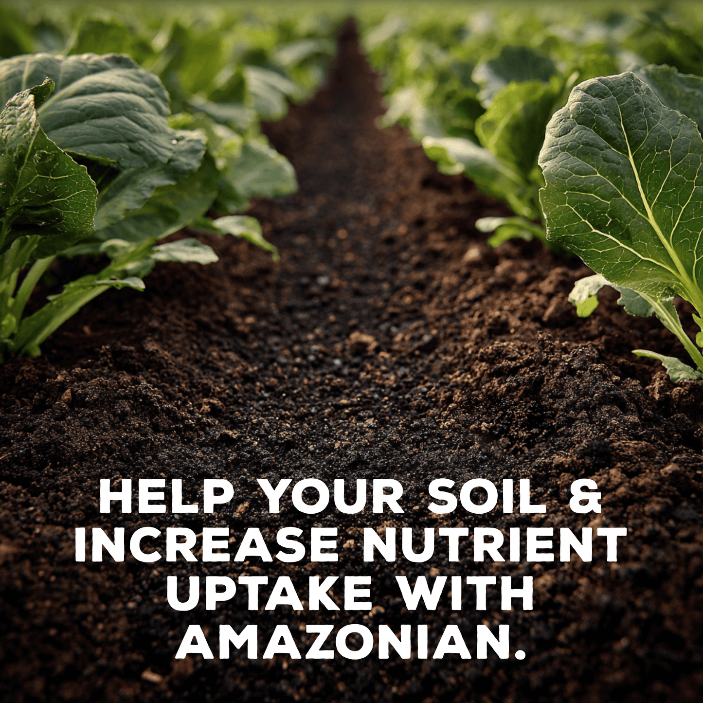 Amazonian Dark Earth Organic Soil Amendment Fertilizer Biochar & Minerals