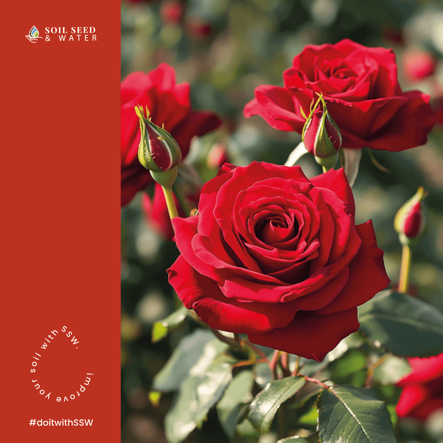 Fertilizante orgánico concentrado para mejorar el suelo Cultivator's Rose Blend