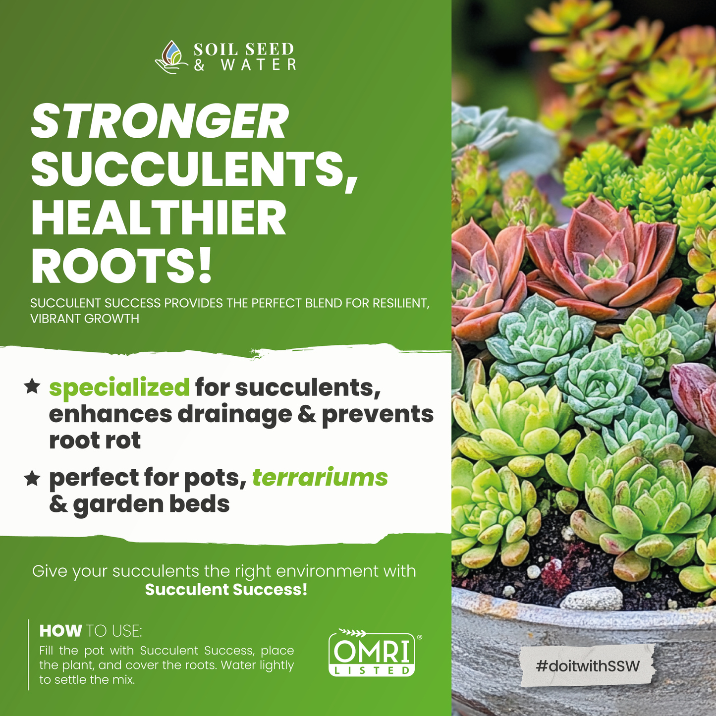 Succulent Success: Succulent Potting Mix