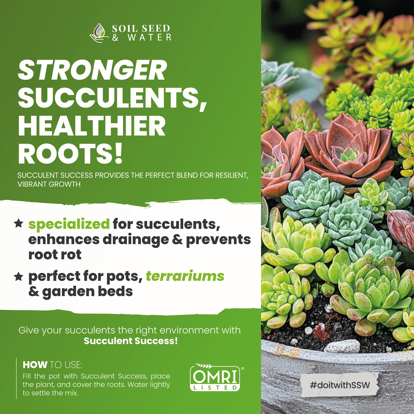 Succulent Success: Succulent Potting Mix