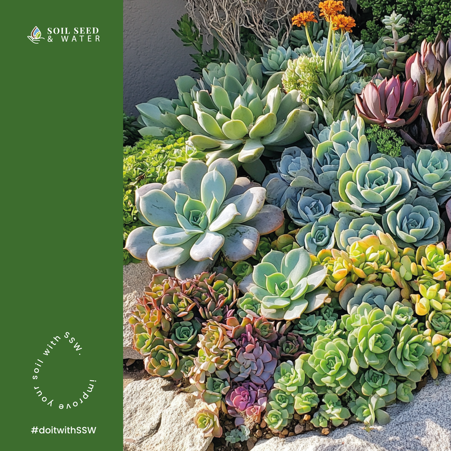 Succulent Success: Succulent Potting Mix