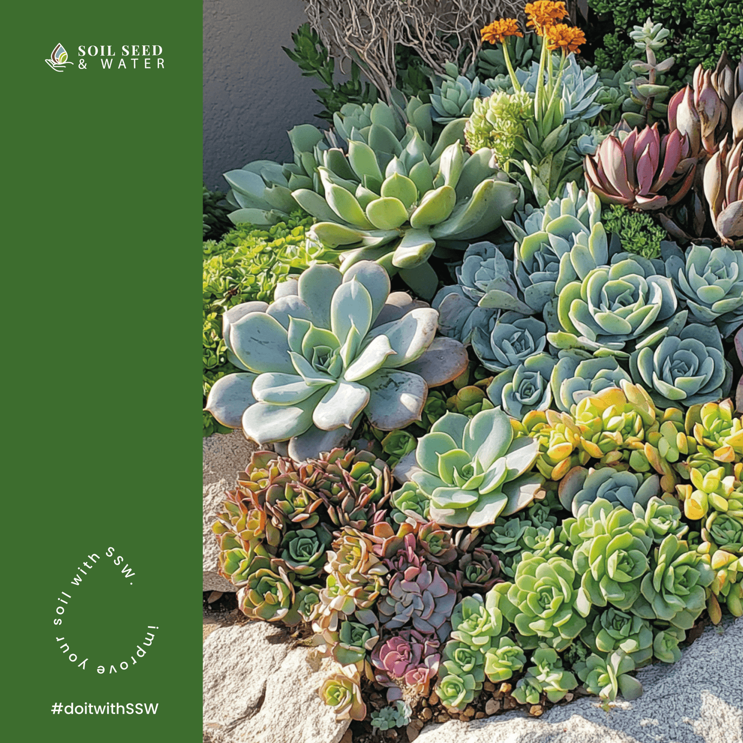 Succulent Success: Succulent Potting Mix