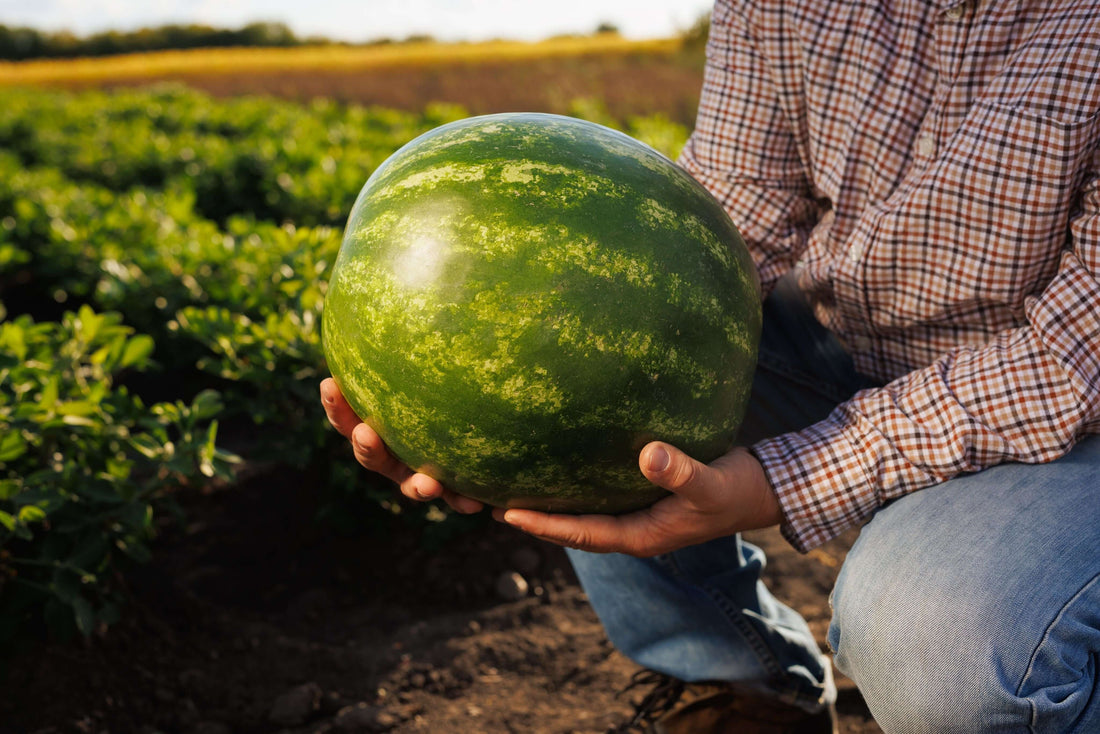 The Top Strategies for Growing Watermelon Organically in the US