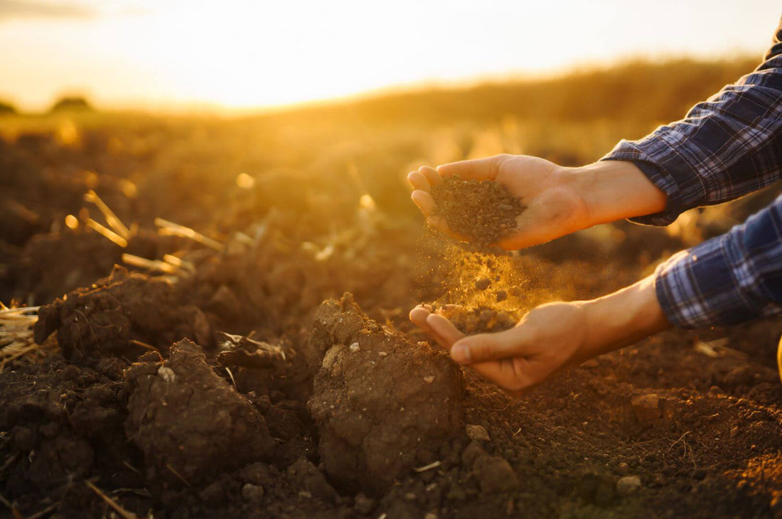 An introduction to Vermicompost
