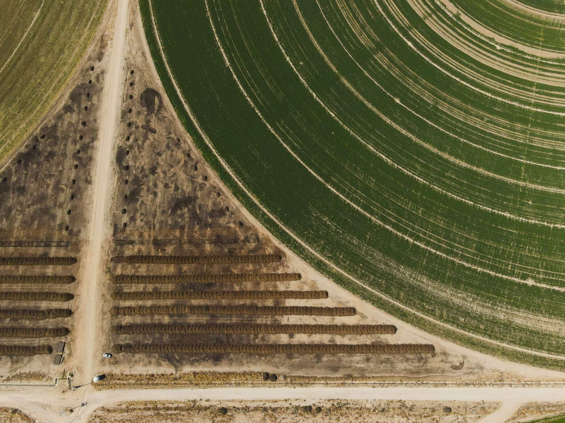 How Organic Fertilizers Help Boost Nutrient Absorption