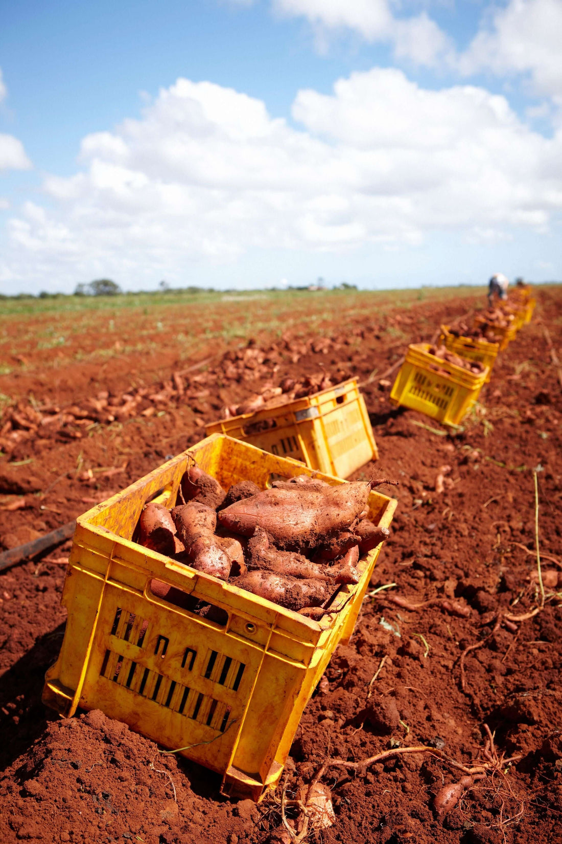The Best Way to Plant Sweet Potatoes in the U.S.