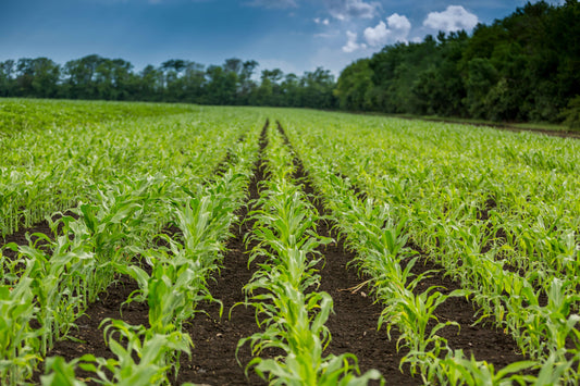 Top Organic Corn Planting Techniques to Try