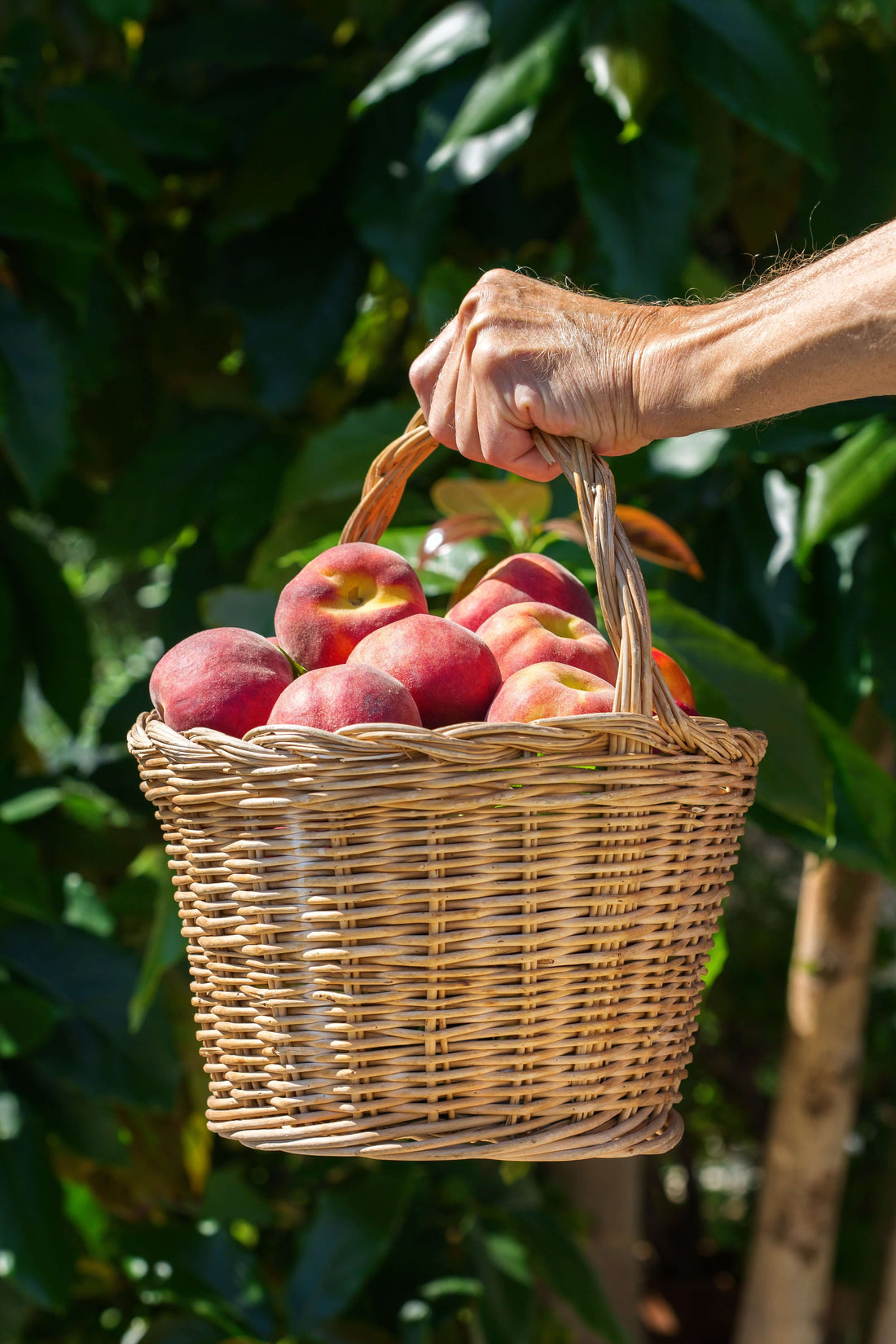 A Guide to Planting Peaches Organically in the United States