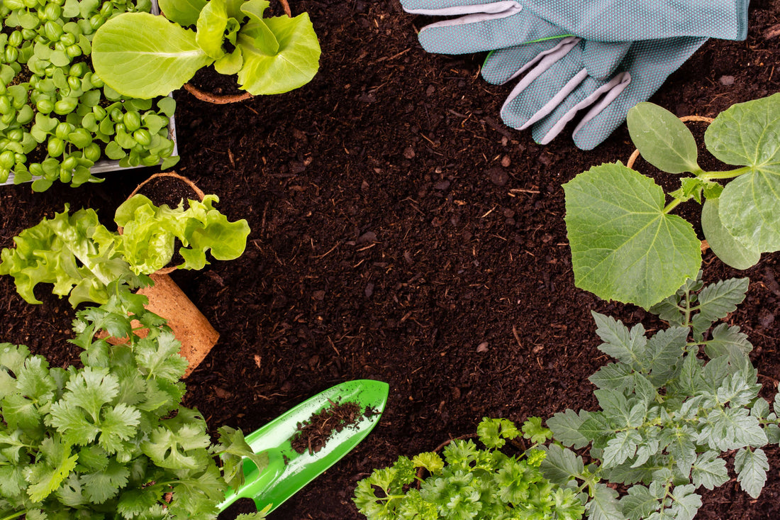 Organic Fertilizer and Vegetables