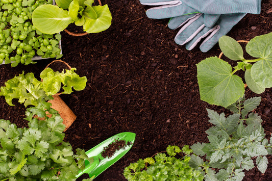 Organic Fertilizer and Vegetables