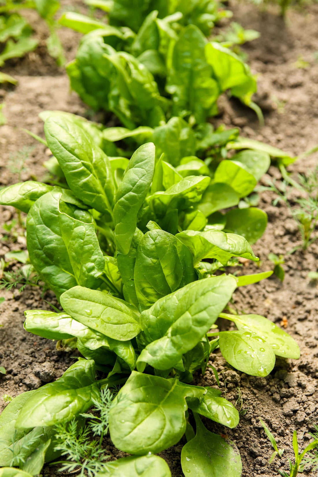 The Ultimate Guide to Planting Spinach Organically