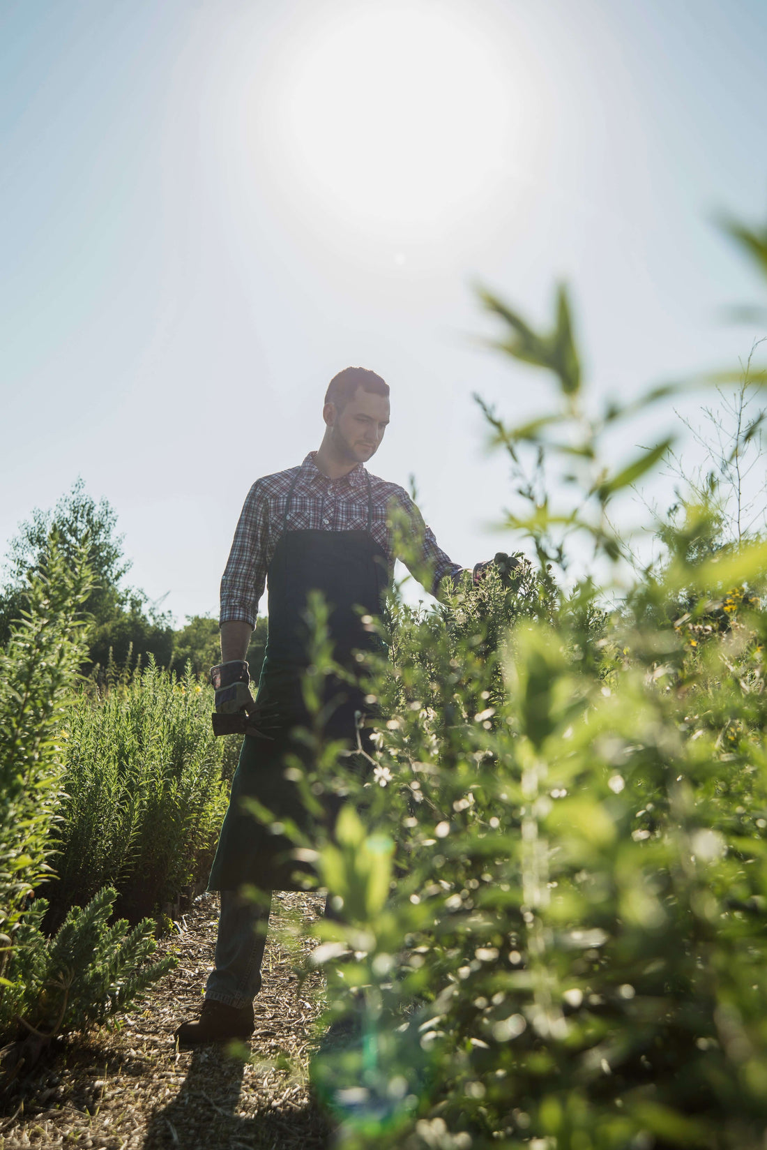 Organic Growing Guide: How to Plant Parsley and Cilantro in the United States