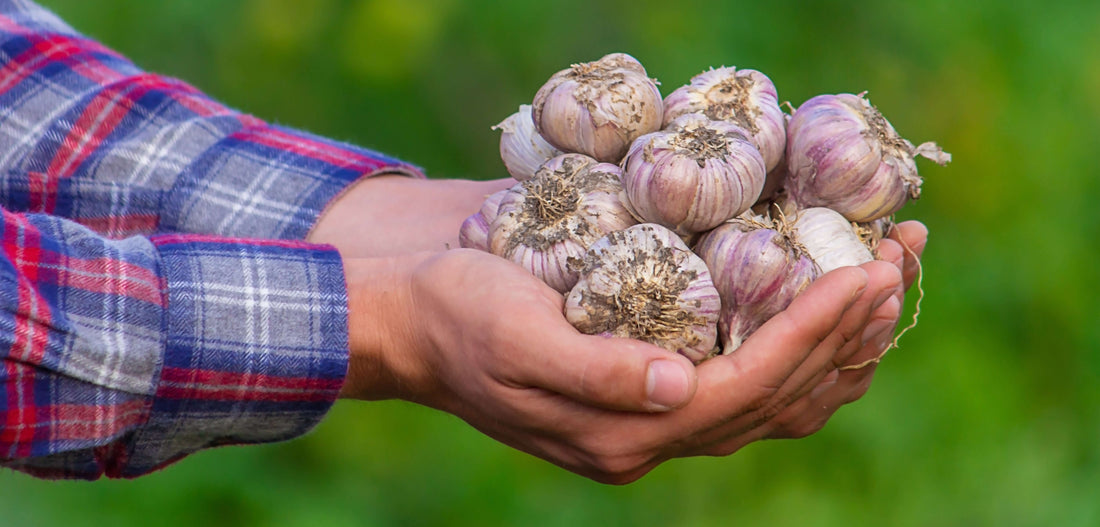 The Ultimate Guide to Planting Organic Garlic in the US