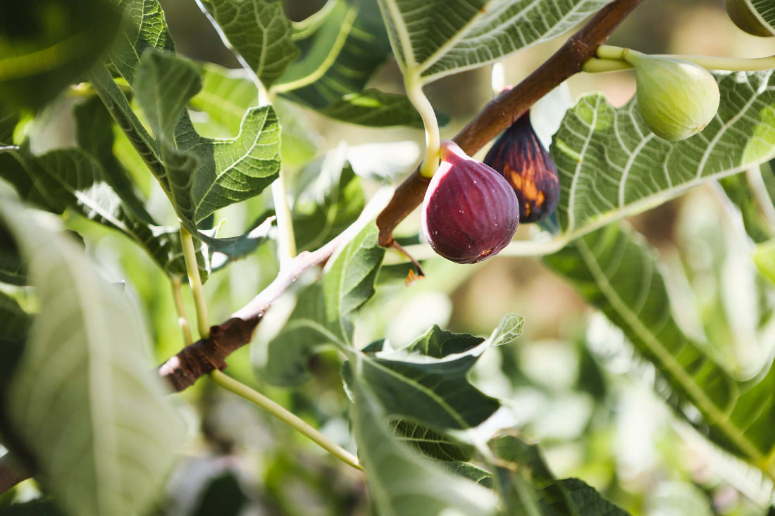 Complete Guide to Organic Fig Cultivation in the United States