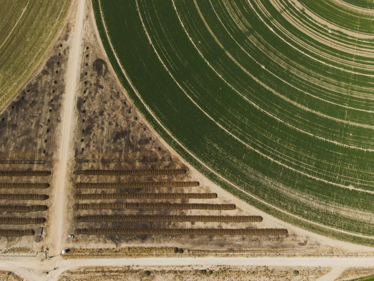 How Organic Fertilizers Help Boost Nutrient Absorption