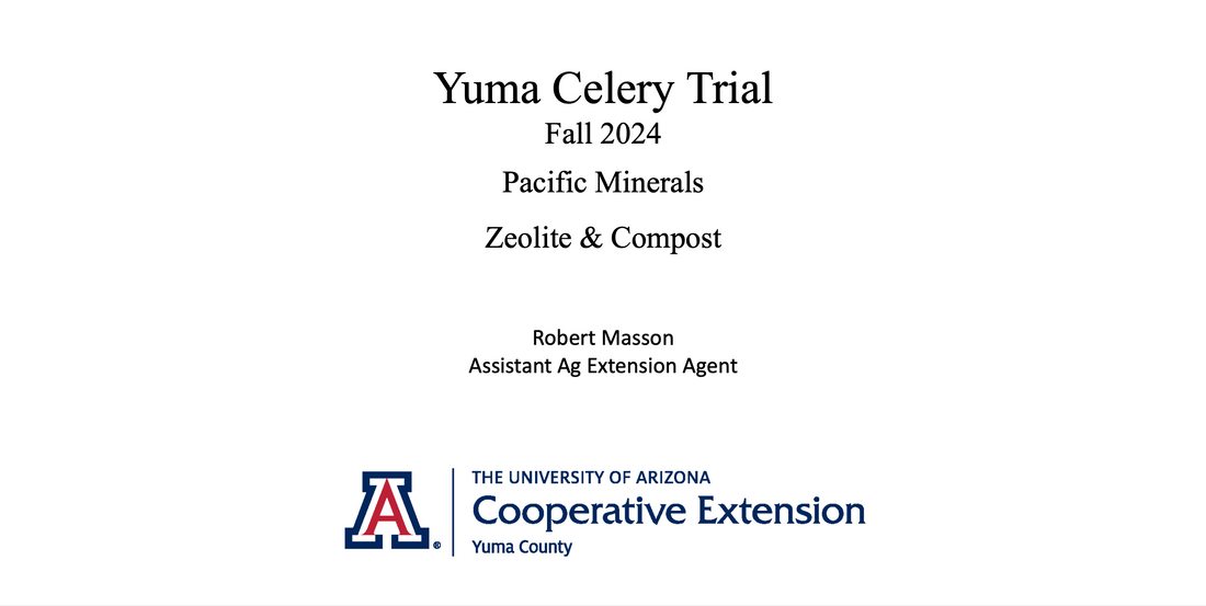 Yuma Celery Trial using Zeolite by University of Arizona