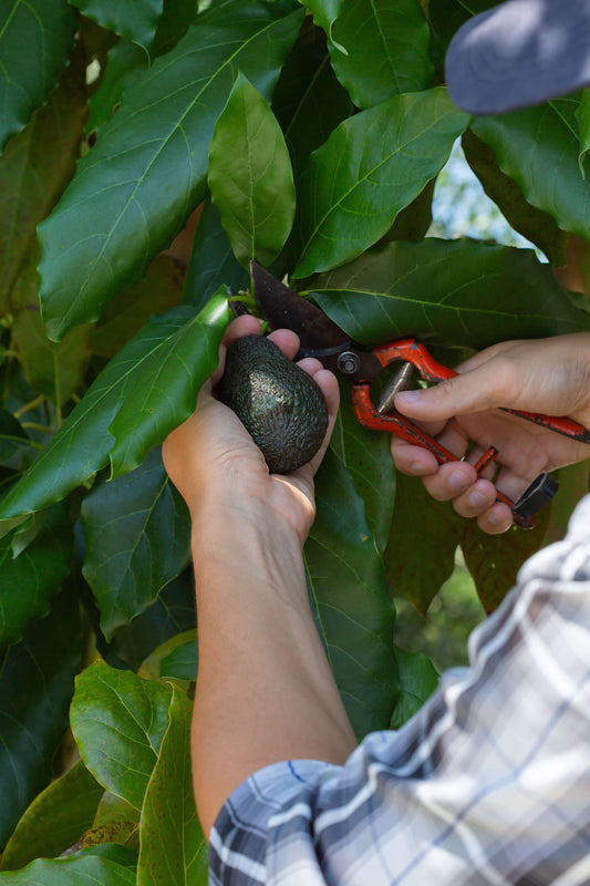 Planting Avocados Organically in the US