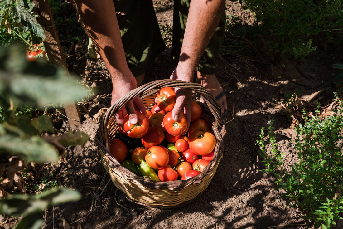 Guide to Planting Organic Tomatoes and Peppers in the United States