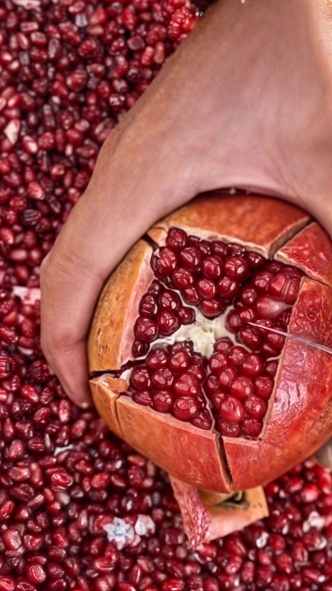 The Best Techniques for Growing Pomegranates Organically in the US