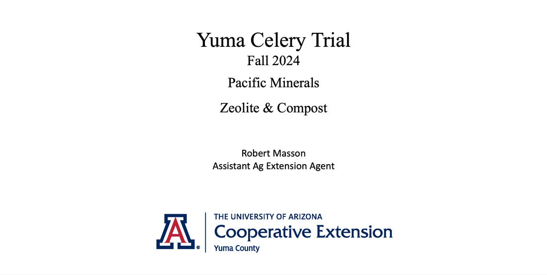 Yuma Celery Trial using Zeolite by University of Arizona