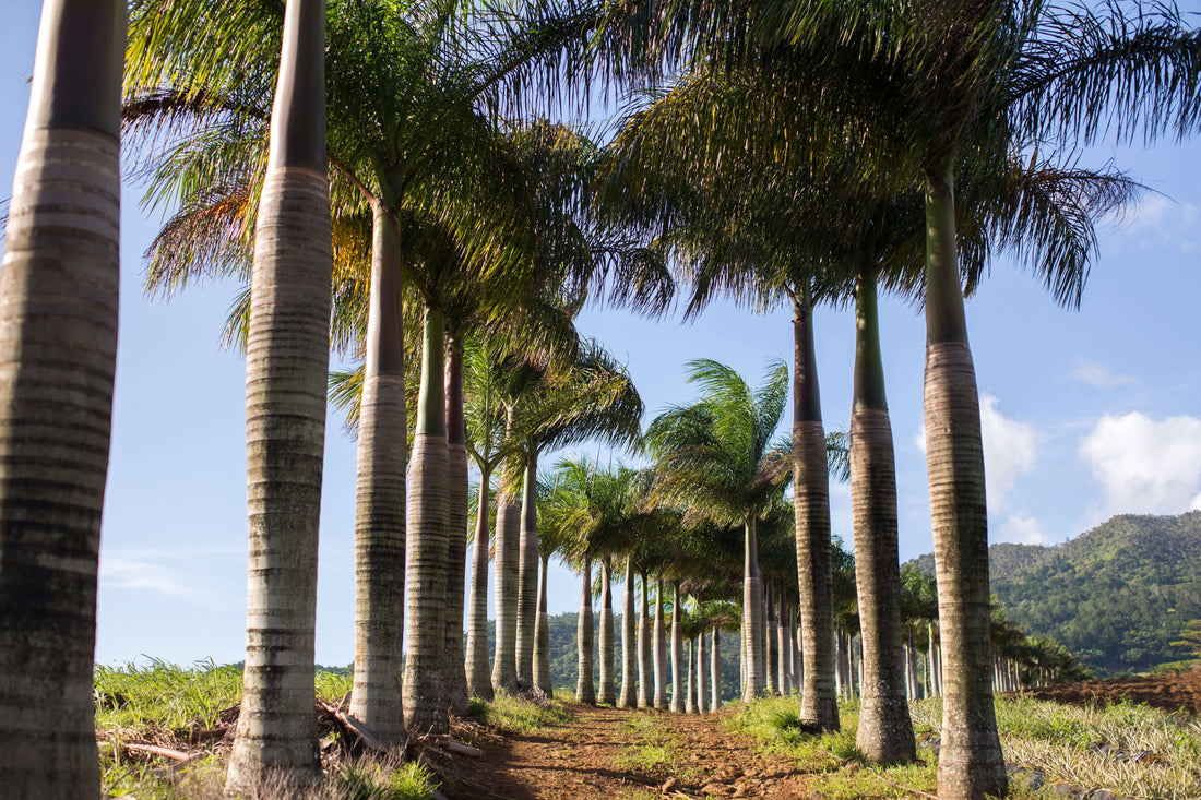 How to Plant Organic Date and Palm Trees in the United States