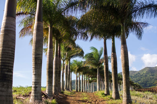 How to Plant Organic Date and Palm Trees in the United States