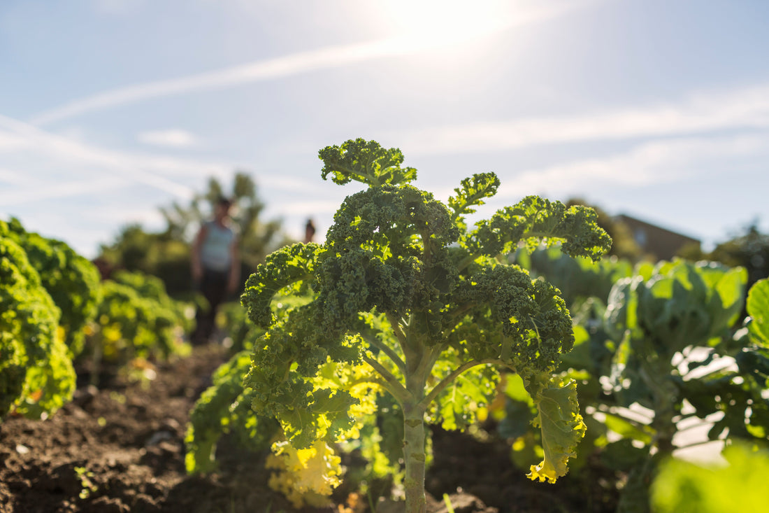 The Top Organic Methods for Successful Kale Planting in the US