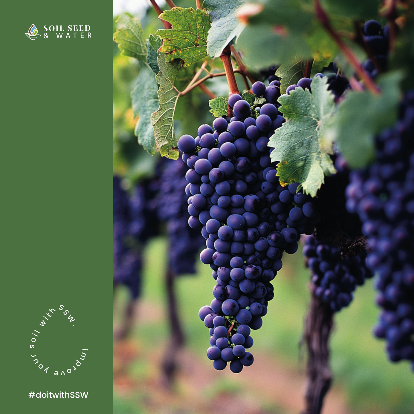 Bacchus Concentrated Organic Soil Amendment Fertilizer for Grape vines