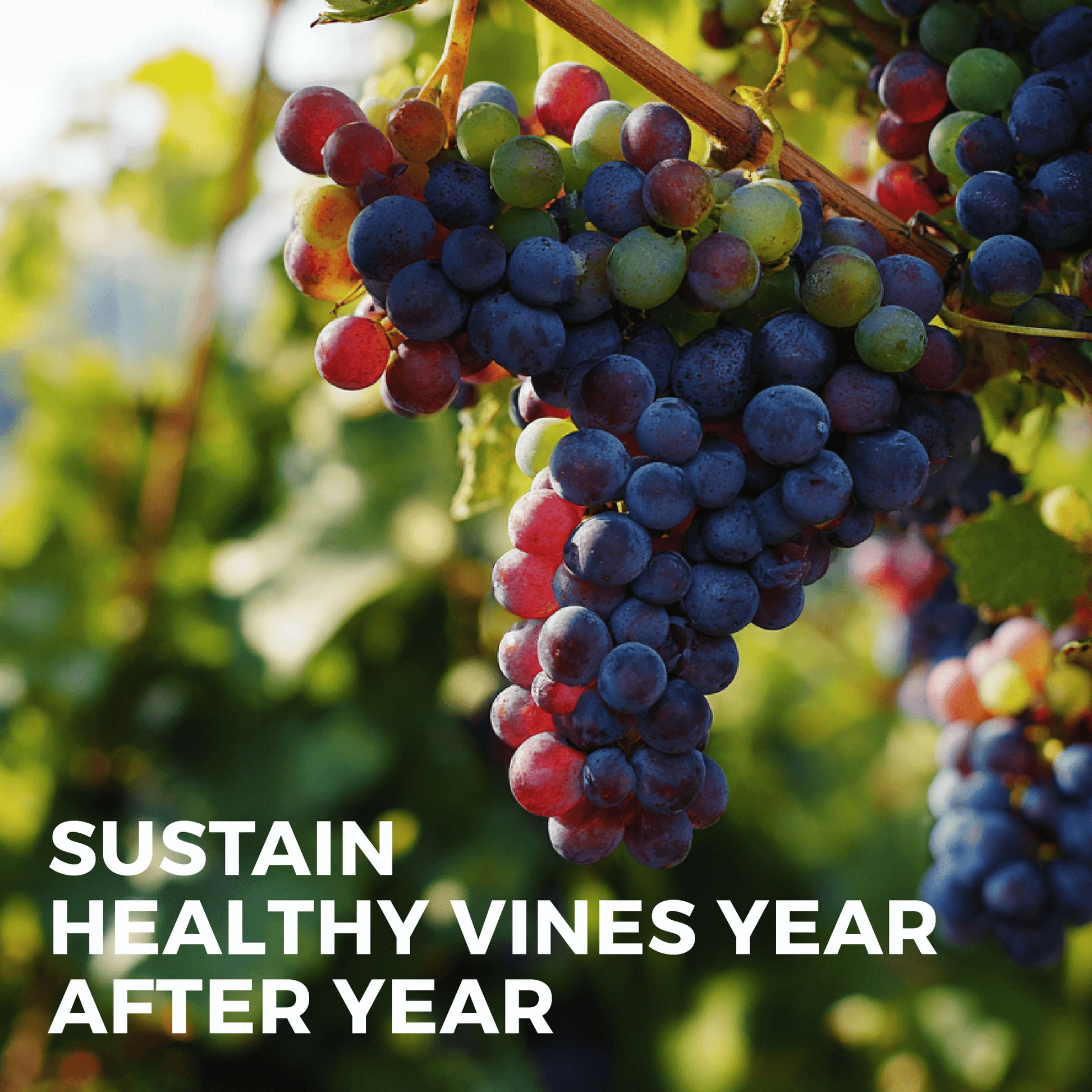 fertilizer for grapes plants Soil Seed & Water Bacchus Organic Fertilizer for Grapevines – Concentrated Soil Amendment for Vineyards & Grape Fruit Production