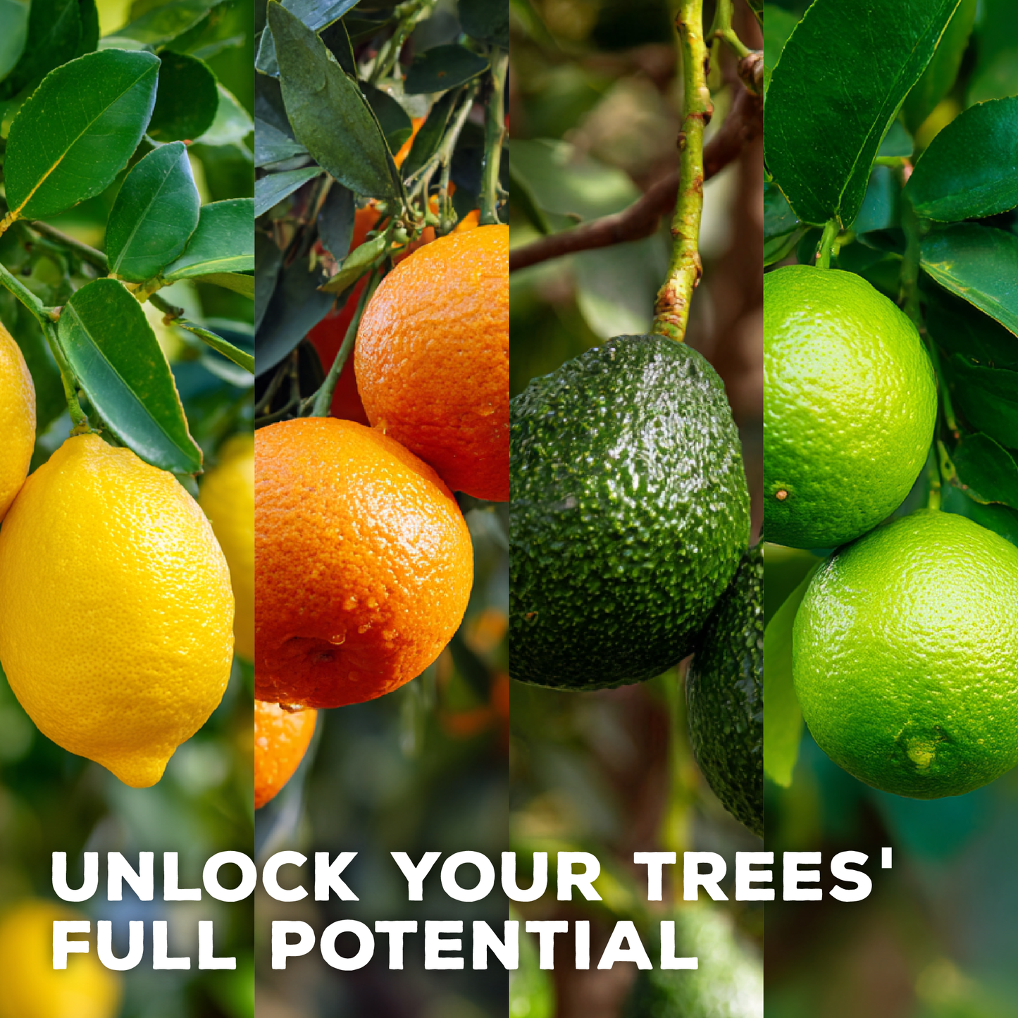Fertilizante orgánico concentrado para mejorar el suelo de árboles de aguacate y cítricos Secret Blend de Seriokai