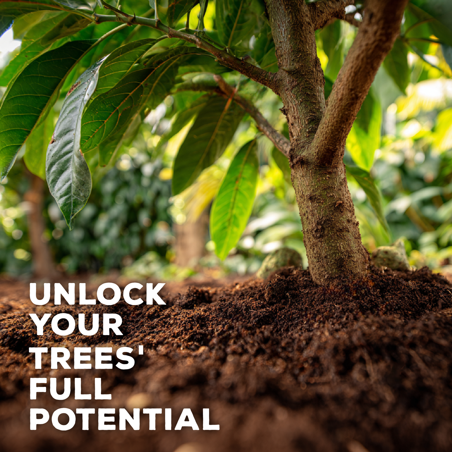 Seriokai's Secret Blend Concentrated Organic Soil Amendment Fertilizer for Avocado and Citrus Trees