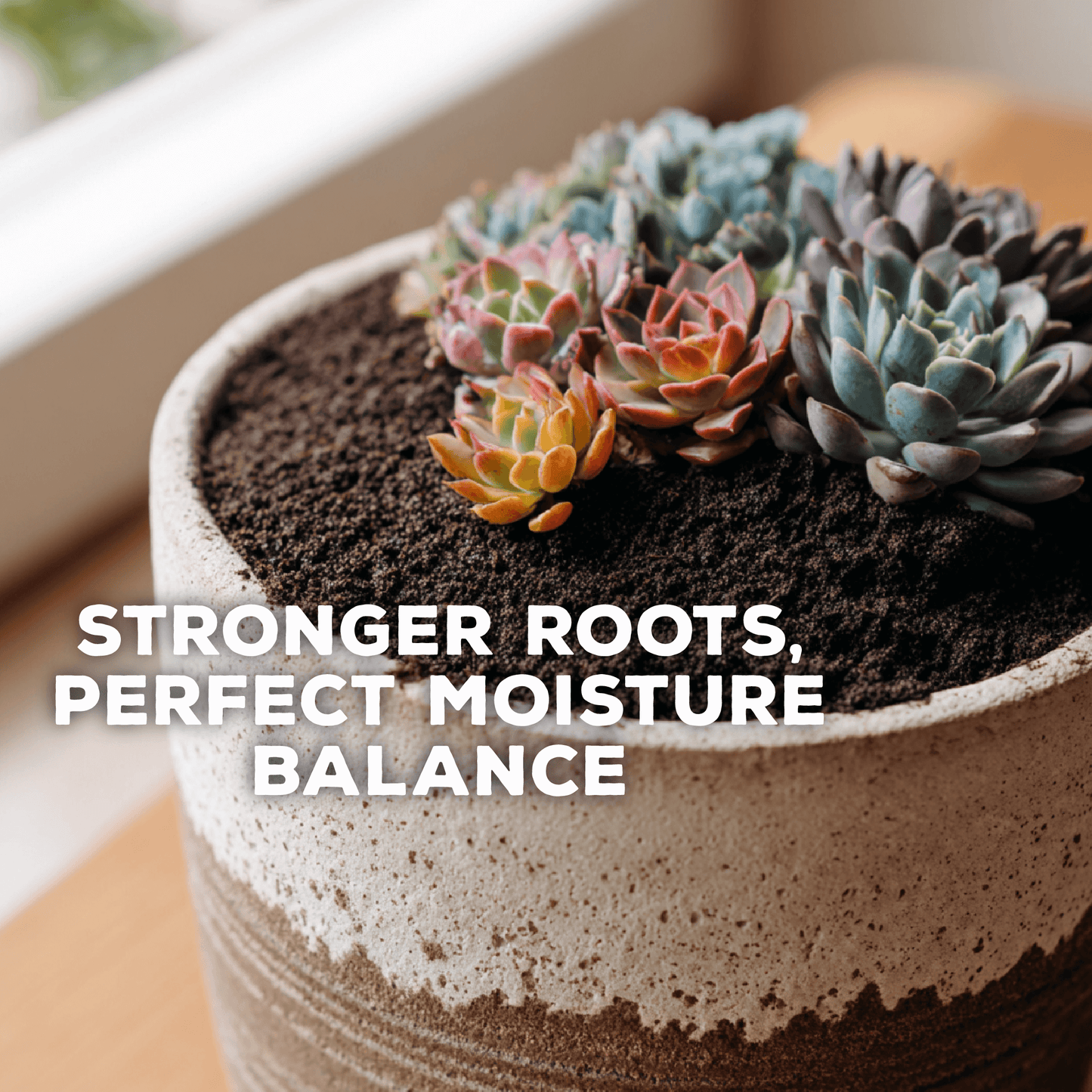 Succulent Success: Succulent Potting Mix