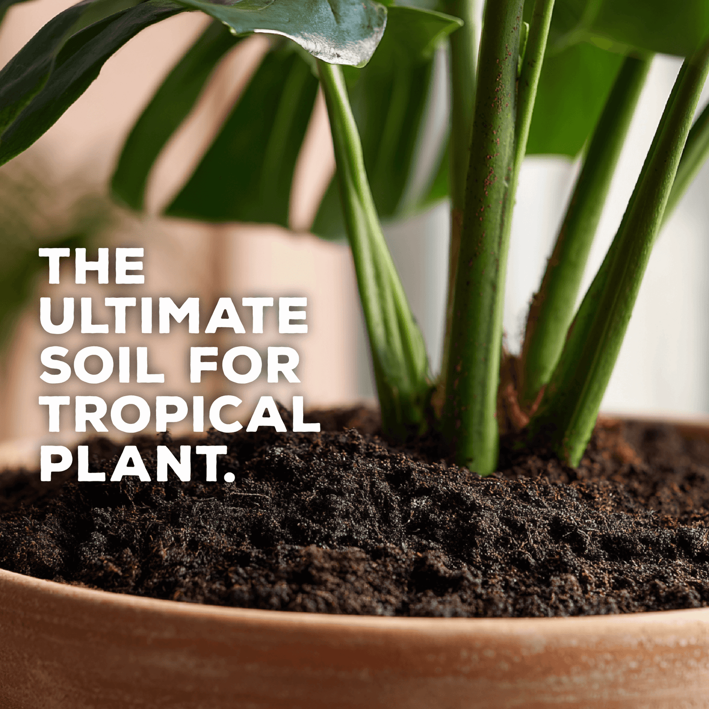 Tropic Treasure: Tropical Plant Interior Potting Mix