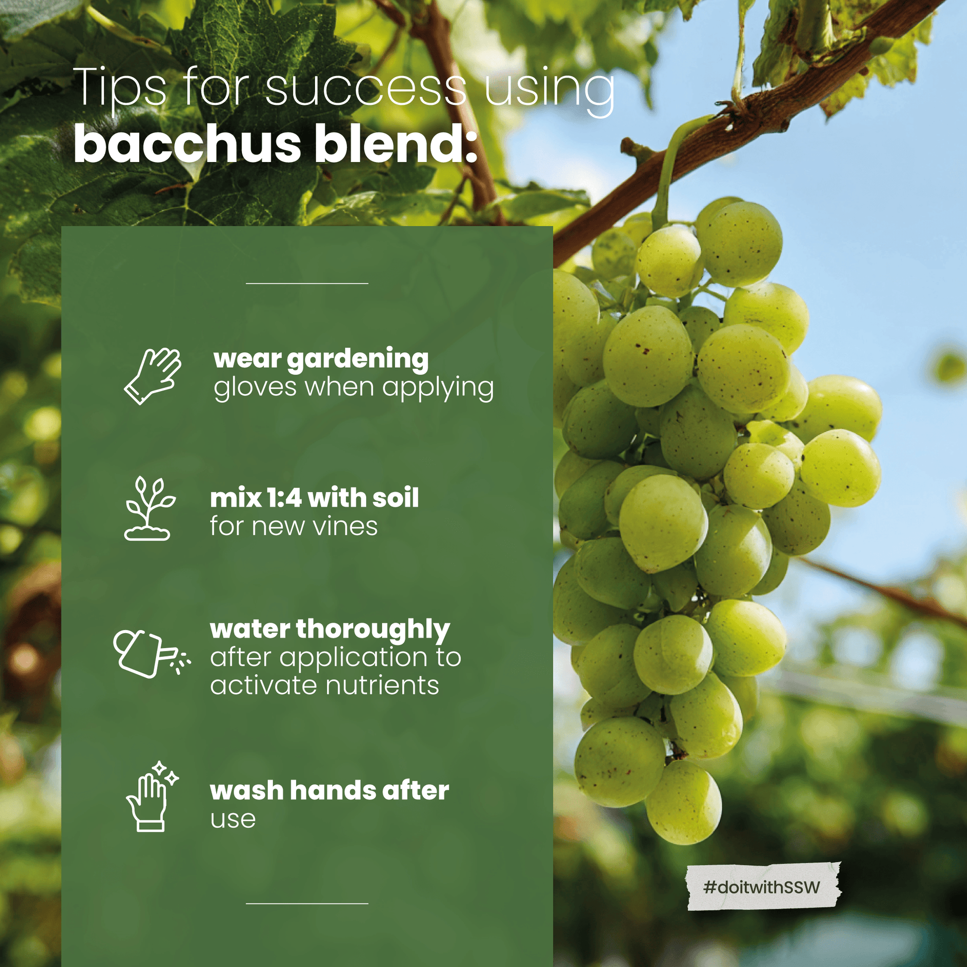 best fertilizer for grapes plant Bacchus Concentrated Organic Soil Amendment Fertilizer for Grape vines – Soil Seed & Water