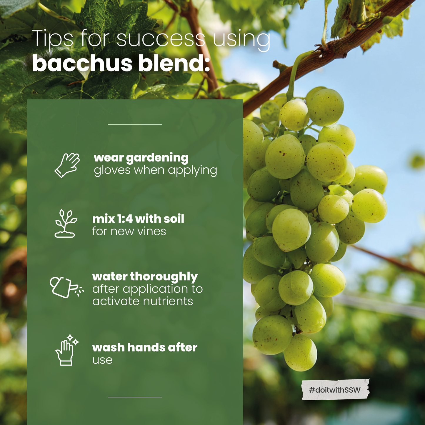 Bacchus Concentrated Organic Soil Amendment Fertilizer for Grape vines